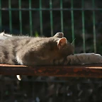 Zoo de Barcelona 09-02-11 408
