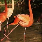 Zoo de Barcelona 09-02-11 222