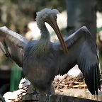 Zoo de Barcelona 09-02-11 169