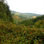 DSCN6600