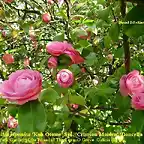 Camellia japonica 'Koh- Otome'