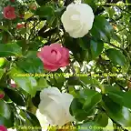 Camellia japonica 'Koh Otome' Mut.: 'White'