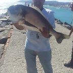 dorada7kg