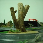 rbol, curva Xevi (Small)