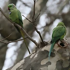 Zoo de Barcelona 28-01-11 427