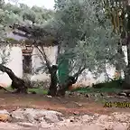 05, cortijo de caballo, marca