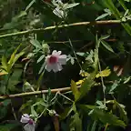 Althaea cannabina