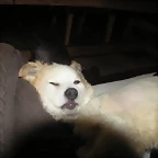 OVEJITO2