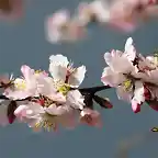 almendro en flor, marca