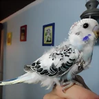 pollito1b