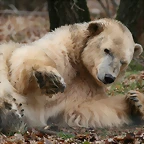 Zoo Lyon + Safari Peaugres febrer 2011 893