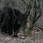 Zoo Lyon + Safari Peaugres febrer 2011 957