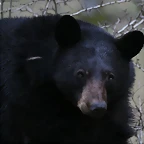 Zoo Lyon + Safari Peaugres febrer 2011 971