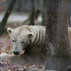 Zoo Lyon + Safari Peaugres febrer 2011 962
