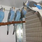 Caramelo y sus hijos 1-9-10