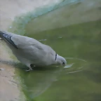 Zoo de Barcelona 30-09-2010 01 i 02-10-10 554