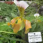 568px-Paphiopedilum_gratrixianum_03