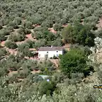 14, cortijo del olmo, marca