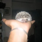cria de erizos