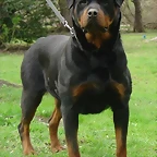 rottweiler_asti_op_461x600