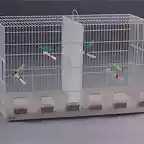 periquito-canario-voladores