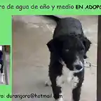 perro de agua abandonado por pastor