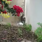 gatitos en jardn casa