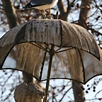 Zoo de Barcelona 09-02-11 363
