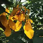 13, hojas doradas de noguera, marca