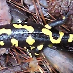 Salamandra