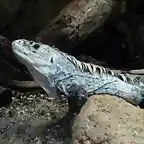 Iguana de Utila (Ctenosaura bakeri)