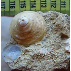 039i