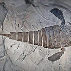 Eurypterus_remipes