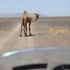camello