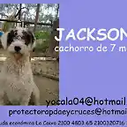 JACKSON Sevilla