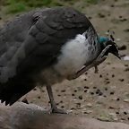 Zoo de Barcelona 15-02-11 312