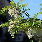 20, acacias en flor en la magdalena, marca
