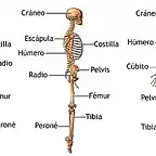 Esqueleto Humano completo