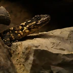 Zoo de Barcelona 27-03-11 538