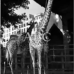 jirafas