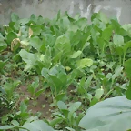 DSC09527