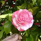 Camellia japonica 'Manchada'