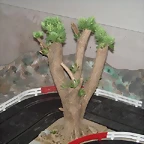 rboles (3) (Small)