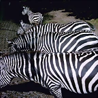 PIC03386