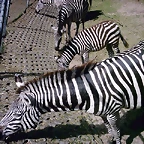 PIC03394