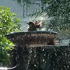 Bird-Bath-1