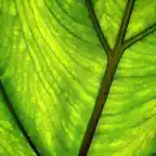 Green-Leaf-1