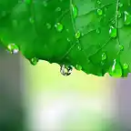 Leaf-After-the-Rain-1