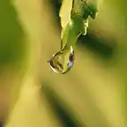 Drop-of-Water-on-Leaf-1
