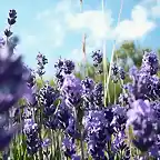 Lavender-1